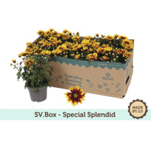 Chrysanthemen im Karton und im Topf