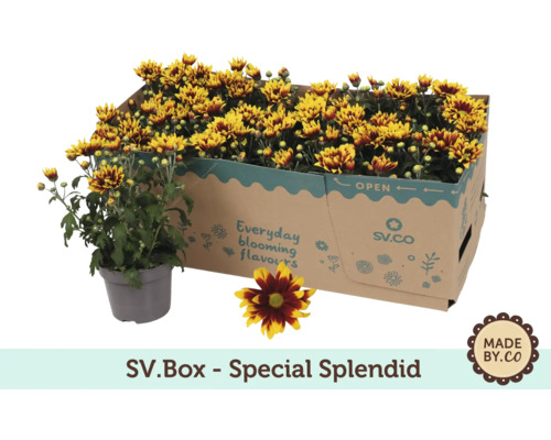 Chrysanthemen im Karton und im Topf