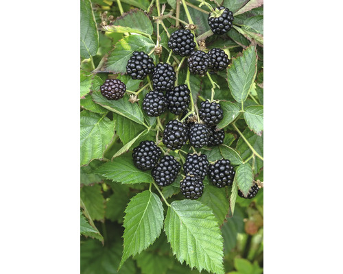 Bio Brombeere Hof:Obst Rubus fruticosus 'Loch Ness' H 30-40 cm T 15 cm