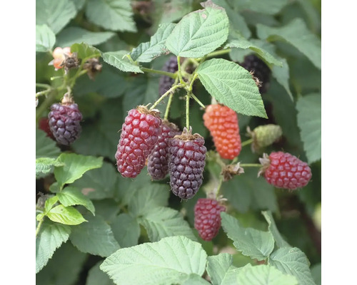 Bio Him-Brombeere Hof:Obst Rubus fruticosus 'Tummelberry' H 30-40 cm T 15 cm Dornenlose Brombeere mit reifen und unreifen Früchten an einem Strauch
