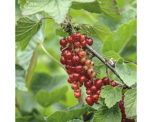 Bio Rote Johannisbeere Hof:Obst Ribes rubrum 'Rovada' H 30-40 cm T 15 cm