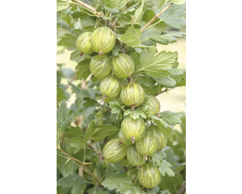 Bio Grüne Stachelbeere Hof:Obst Ribes uva-crispa 'Mucurines' H 30-40 cm T 15 cm Zweig mit Stachelbeeren und Blättern