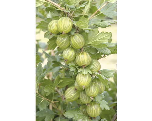 Bio Grüne Stachelbeere Hof:Obst Ribes uva-crispa 'Mucurines' H 30-40 cm T 15 cm