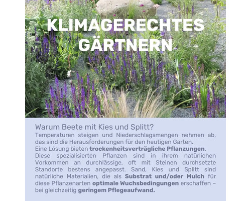 Klimafreundliche Gartengestaltung mit Kies und Splitt als Mulchmaterial und trockenheitsverträglichen Pflanzen.