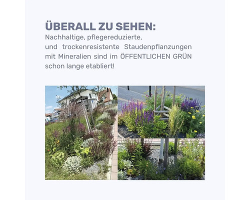 Mehrjährige Pflanzenanordnung in einem Garten mit Bäumen