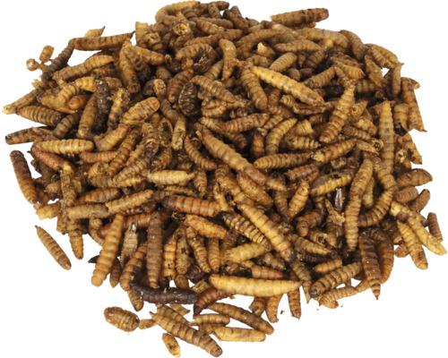 Getrocknete Mehlwürmer als Vogelfutter