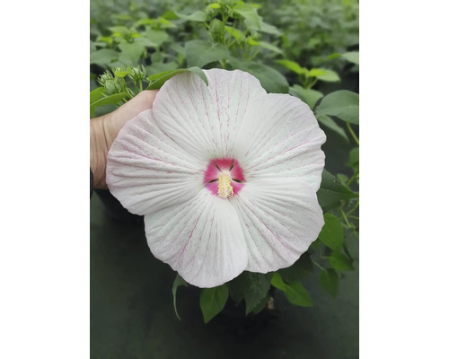 Blüte der Sumpf-Hibiskus-Pflanze