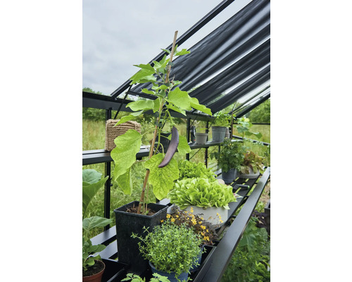 Gemüsebeet im Gewächshaus mit Aubergine, Salat und Kräutern in Töpfen auf Regalen.