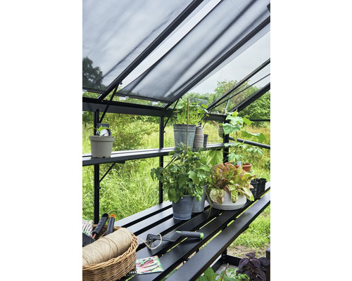 Innenansicht eines Gewächshauses mit Pflanzen, Regalen und Gartengeräten.