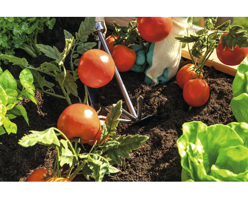 Tomatenpflanzen in der Erde mit Handgartenkralle und Gartenhandschuhen