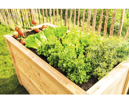 Hochbeet aus Holz mit Salat, Kräutern und Tomaten