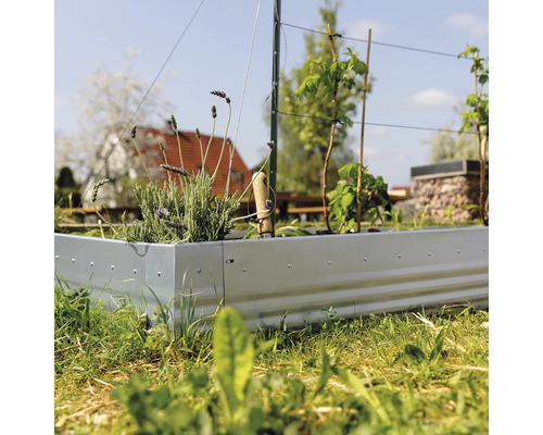 Hochbeet mit Lavendel und jungen Pflanzen im Garten.