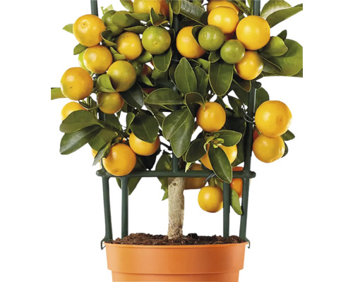 Miniatur Orange Spalier FloraSelf Citrus calamondin Ø 12 cm Topf