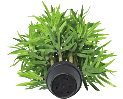 Künstlicher Bambus im Topf, Ansicht von oben