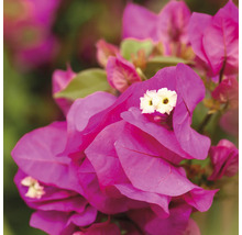 Nahaufnahme einer Bougainvillea Pflanze mit Blüten