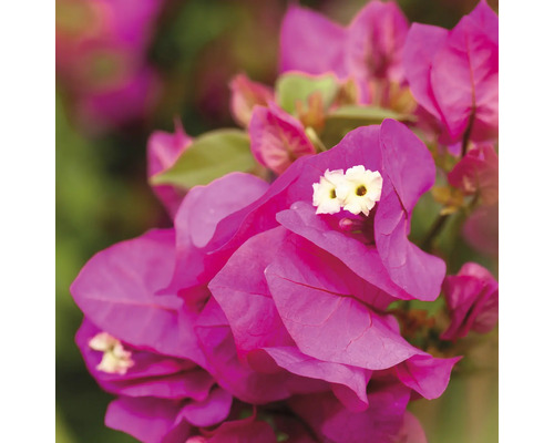 Nahaufnahme einer Bougainvillea Pflanze mit Blüten