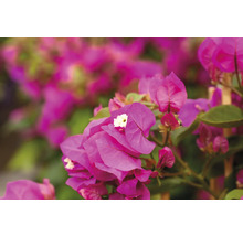 Nahaufnahme von Bougainvillea Blüten