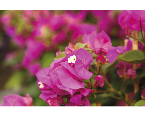 Nahaufnahme von Bougainvillea Blüten