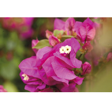 Nahaufnahme von rosafarbenen Bougainvillea Blüten