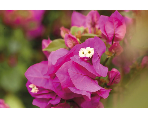 Nahaufnahme von rosafarbenen Bougainvillea Blüten