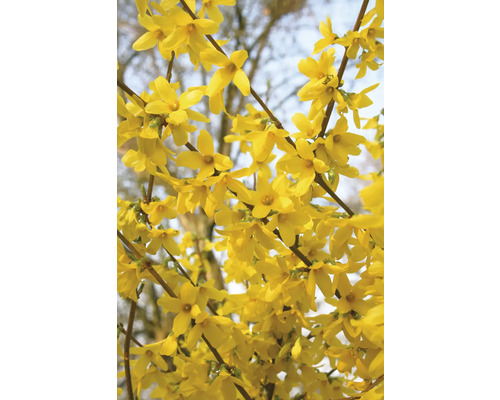 Nahaufnahme von Forsythienblüten am Strauch