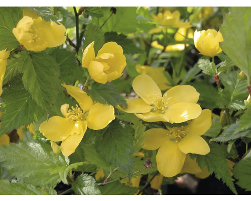 Kerrie Japanese Rose mit gelben Blüten und grünen Blättern.