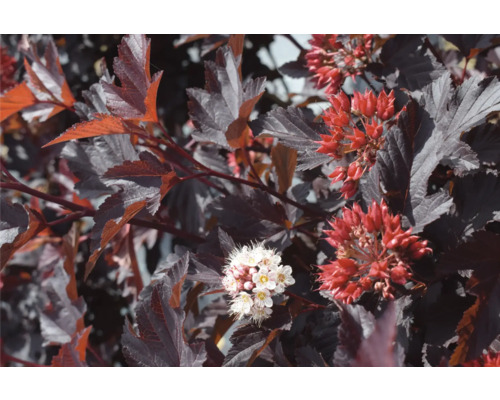 Nahaufnahme eines Rotdornstrauchs mit roten und weißen Blüten