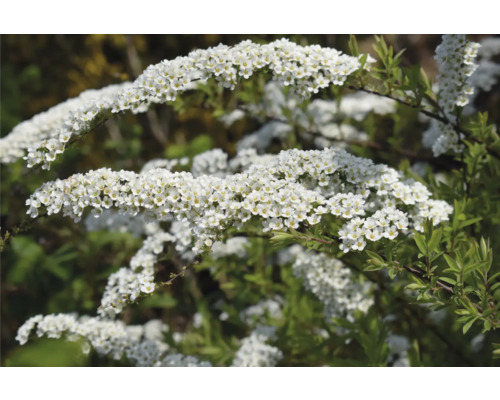 Blühender Spierstrauch im Detail