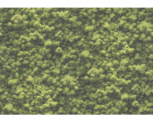 Nahaufnahme von Islandmoos