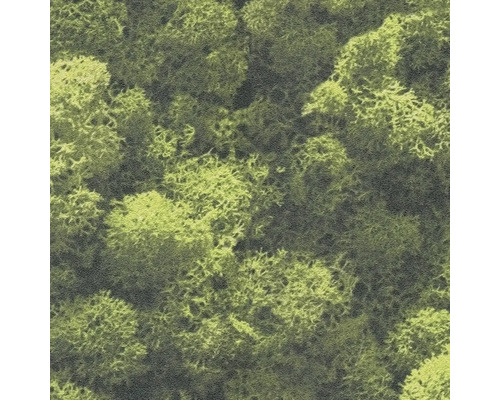 Nahaufnahme von Islandmoos