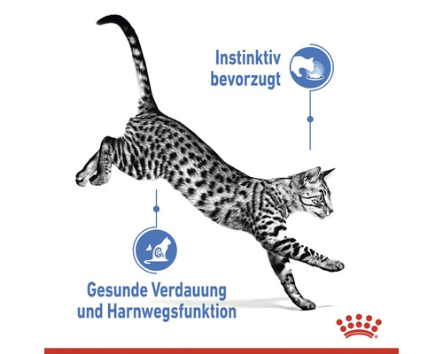 Springende Katze mit Hinweisen zu bevorzugtem Futter, gesunder Verdauung und Harnwegsfunktion