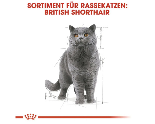 Britisch Kurzhaar Katze Darstellung
