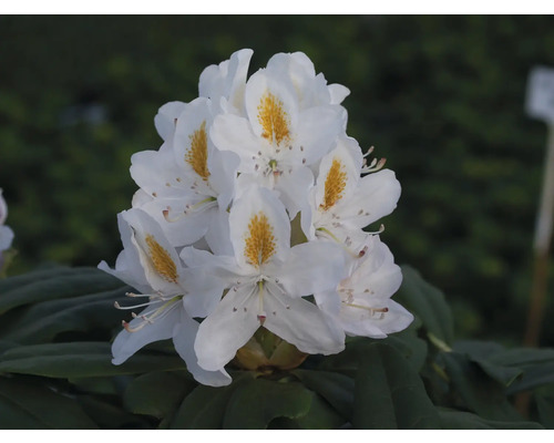 Blütenstand einer weissen Rhododendron Pflanze