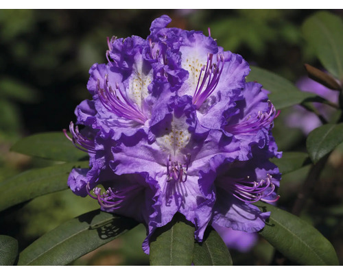 Nahaufnahme einer violetten Rhododendronblüte mit grünen Blättern.