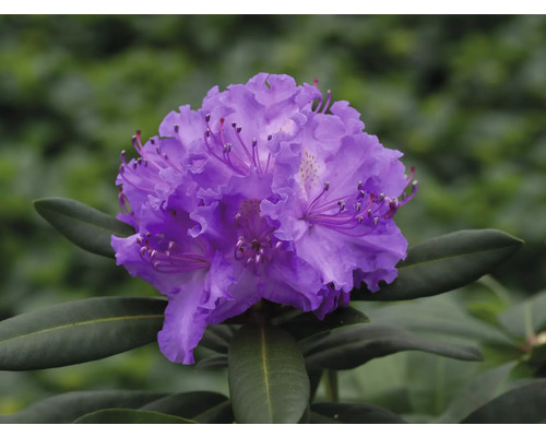 Nahaufnahme einer lila Rhododendronblüte mit grünen Blättern