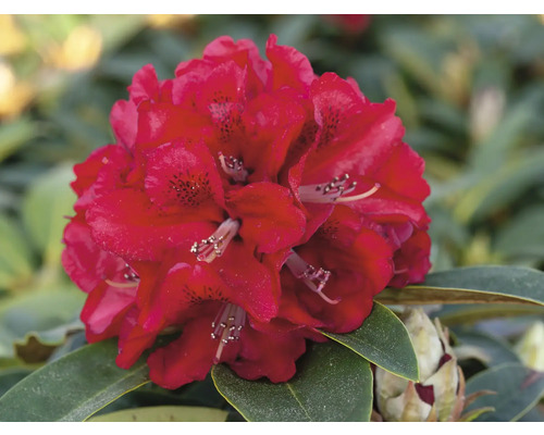 Nahaufnahme einer roten Rhododendronblüte