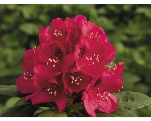 Blütenstand der Rhododendron Pflanze im Detail