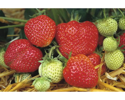 Nahaufnahme von reifen und unreifen Erdbeeren.