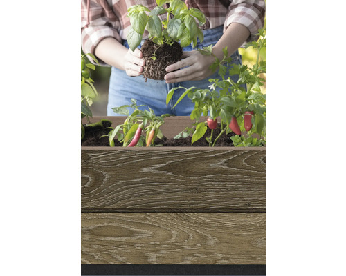 Frau pflanzt Basilikum in einen Holzkasten mit Paprikapflanzen.