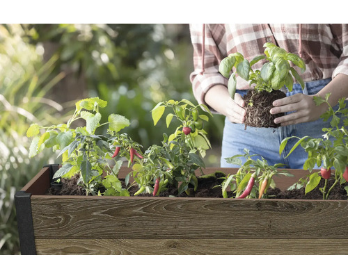 Hochbeet mit Kräutern und Gemüsepflanzen, inklusive Basilikum und Chili, mit einer Person beim Pflanzen.