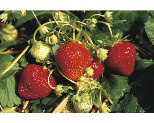 Bio Erdbeere 'Mara des Bois' FloraSelf Floralie Gärtnern mit Kids Ø 9 cm Topf, Remontierend/ immertragend, intensiver Geschmack Erdbeerpflanze mit reifen und unreifen Früchten