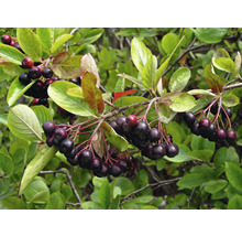 Aronia Zweig mit Blättern und Beeren