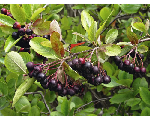 Bio Apfelbeere FloraSelf Bio Aronia 'Nero' Co 3 L Wildobst