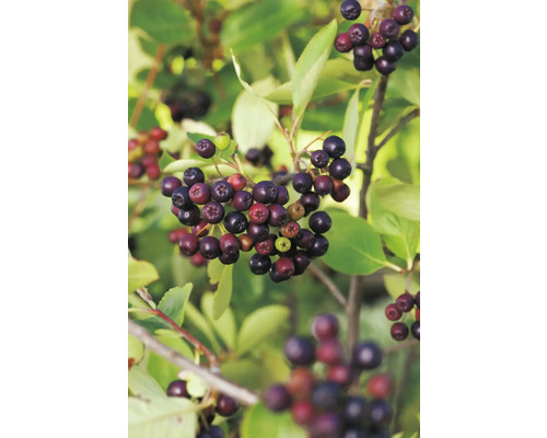 Bio Apfelbeere FloraSelf Bio Aronia 'Viking' Co 3 L Wildobst