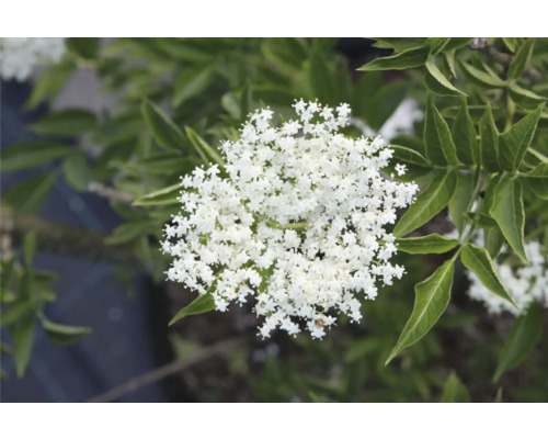 Blütenstand des Holunderstrauchs mit weißen Blüten