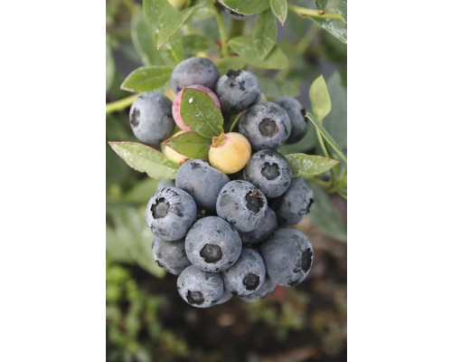 Bio Immergrüne Heidelbeere FloraSelf Bio Vaccinium corymbosum 'Sunshine Blue' Co 3 L Nahaufnahme von reifen Blaubeeren am Strauch