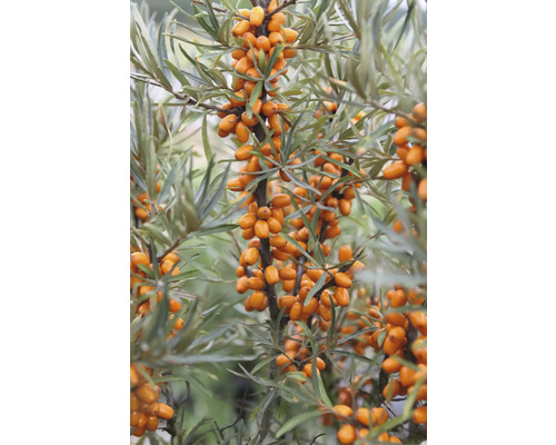 Bio Sanddorn 'Tytti' (weiblich) FloraSelf Bio Hippophae rhamnoides 'Tytti' Co 3 L