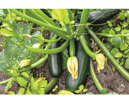 Zucchini 'Mastril' FloraSelf Ø 10,5 cm Topf, besonders krankheitsresistent