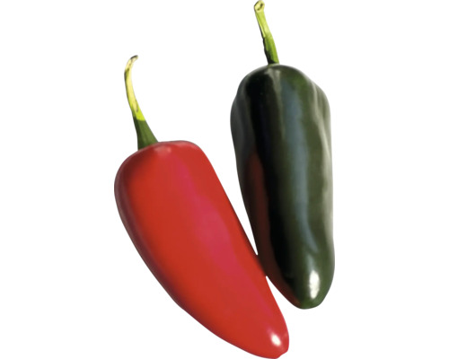 Peperoni Jalapeno FloraSelf Ø 10,5 cm Topf