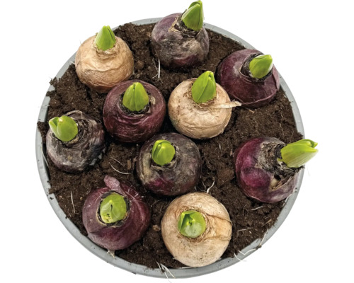 Hyazinthenzwiebeln in Erde in einem Topf, bereit zum Wachsen